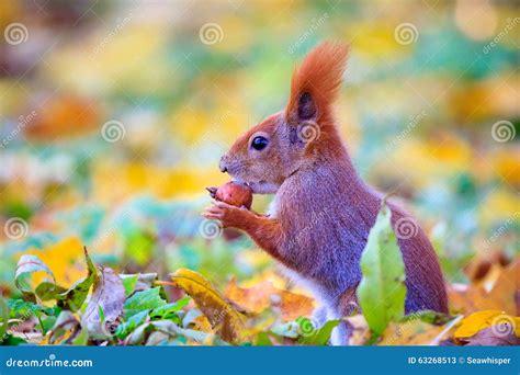 Red squirrel in park stock image. Image of soft, baths - 63268513