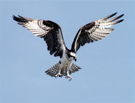 Hawk vs Osprey: Key Differences Between These Majestic Raptors ...