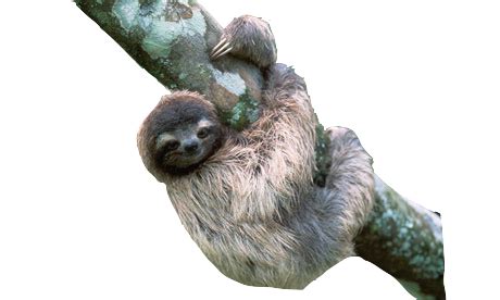 Image result for Sloth Guide Vesteria
