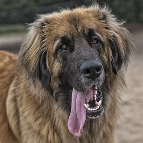 Leonberger | Leonberger dog, Giant dog breeds, Beautiful dogs