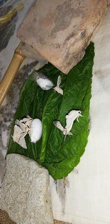 ANYWAYS EXPERIENCES - Rome | Tripadvisor