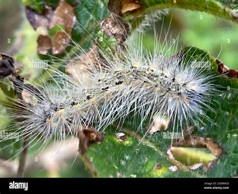 Fall Webworm Moth (Hyphantria cunea Stock Photo - Alamy