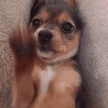 Puppy Exploding 的图像结果