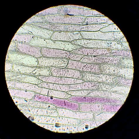 Charles' Labs - Gallery
