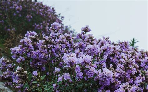 Chikmagaluru’s Trekker’s Paradise Mullayanagiri Witnesses Neelakurinji ...