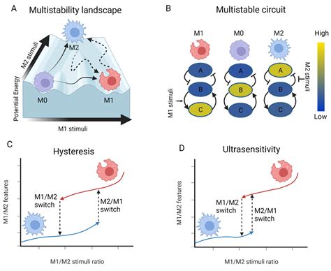 Macrophages Activation