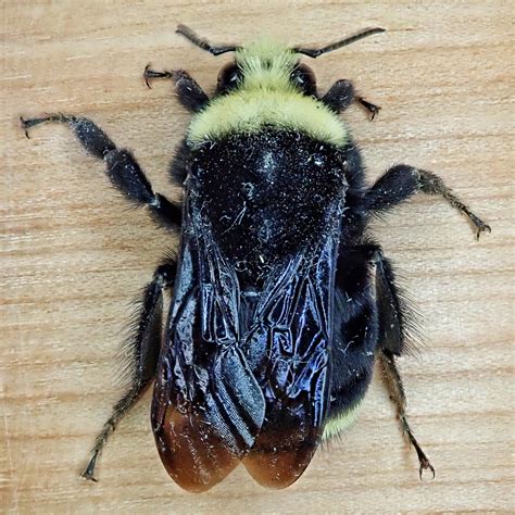 Queen Bumble Bee Sting