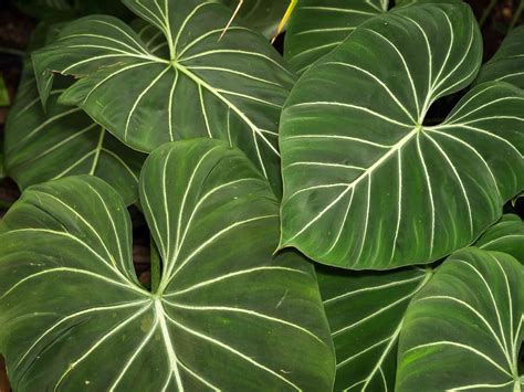 plant images