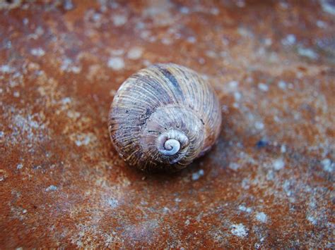 Image result for Pull Shell Off Snail