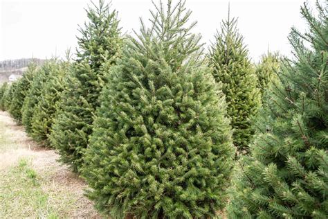 9 Different Types of Christmas Trees to Consider This Holiday Season