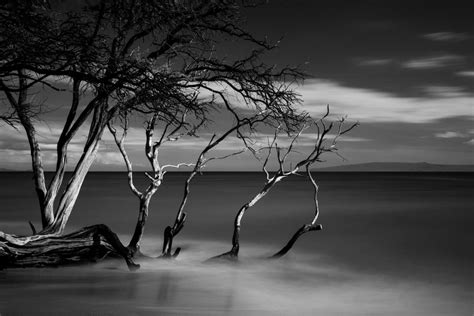 Image result for Isolated Color Photography