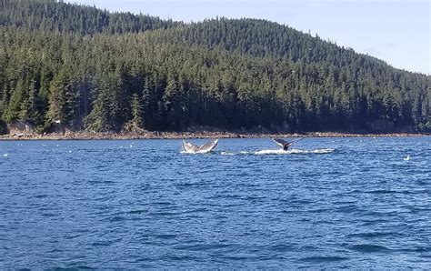 MISTY BAY LODGE WHALE WATCHING - All You Need to Know BEFORE You Go ...