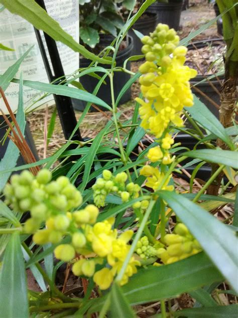 Soft Caress Mahonia – Toms Creek Farm & Nursery