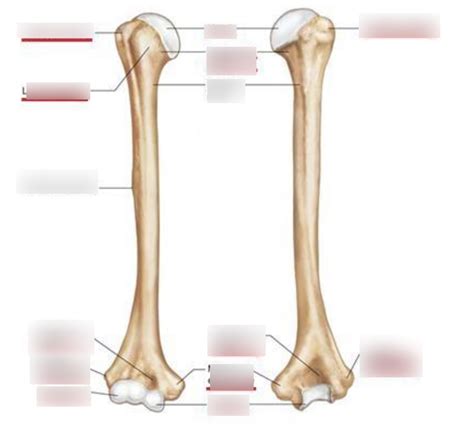 humerus pins Diagram | Quizlet