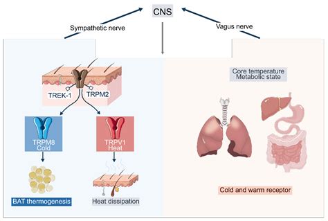 Temperature as a Metabolic Signal Linking Neural and Endocrine Circuits ...