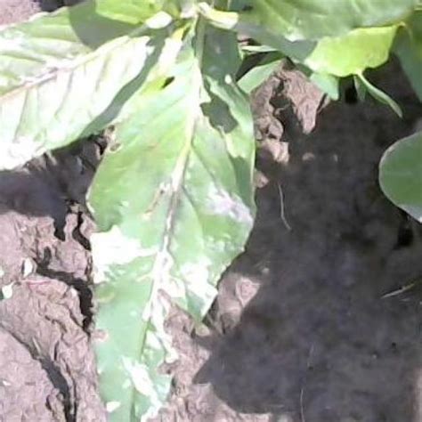 Image result for Arduino Weed Identifier Python