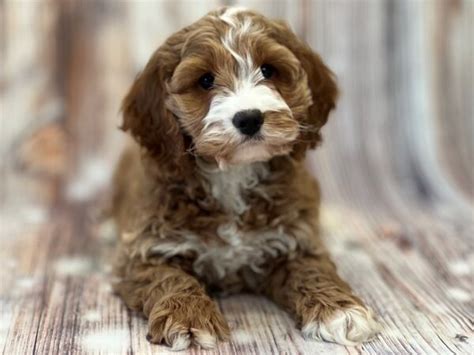 Image result for Cockapoo Hypoallergenic Dogs