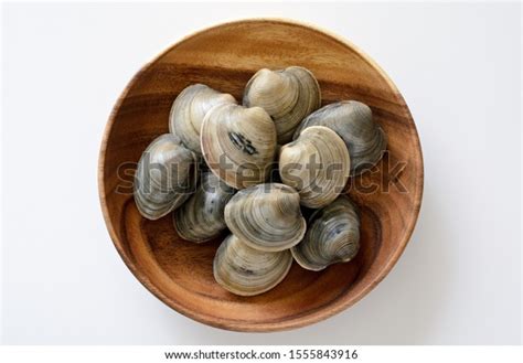 Image result for Clam with a Very Sharp Shell