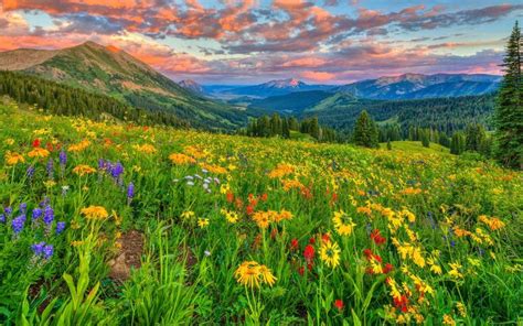 Image result for Nature-Based Optimization Algorithm