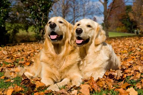 Field Golden Retriever: A Friendly Dog With a Great Work Ethic