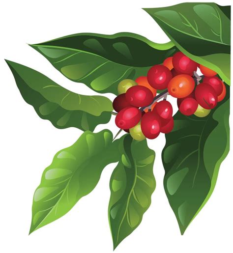 coffee plant illustration