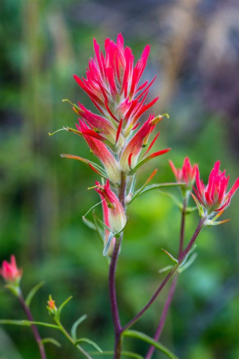 Paint Brushes Plant at Stella Finniss blog