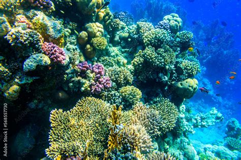 Red Sea 的图像结果