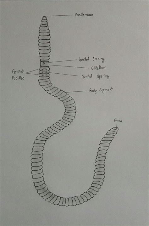 Structure of earthworm diagram and anatomy of earthworm class 11 biology – Artofit