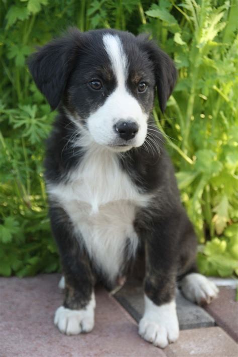 English Shepherd Puppies