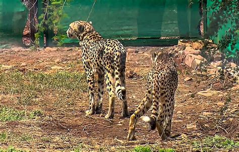 Madhya Pradesh: Two Cheetahs released into the wild in Kuno National Park