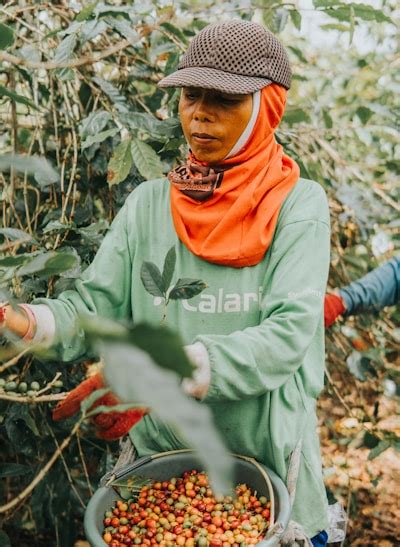 Premium Instant Freeze-Dried Arabica Coffee - Liceria&Co. | Liceria&co.