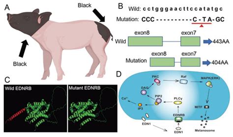 The Impact of Mutant EDNRB on the Two-End Black Coat Color Phenotype in ...