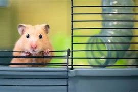 Image result for Fluffy Teddy Bear Hamsters