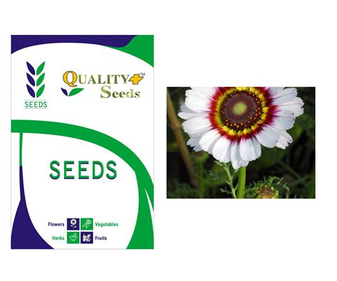 VENIDIUM FASTUOSUM MIXED GARDEN SEEDS FLOWER FOR PLANTING HOME GARDEN ...