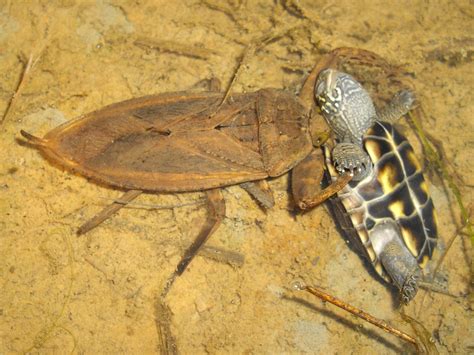 Giant Water Bug