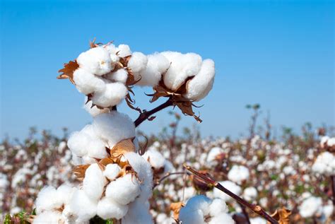 棉花种植怎么管理？棉花的高产高效施肥技术 - 种植技术 - 第一农经网