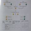 In a Mendelian dihybrid cross between pea plant that have yellow ...