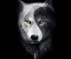 Wolf Wallpaper Wolf Yin Yang by Yin Yang Wolf Image By Pattie Burns On Ying And Yang Wolf Wallpaper Wolf Yin Yang