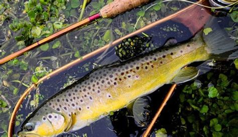 Image result for Letort Spring Run