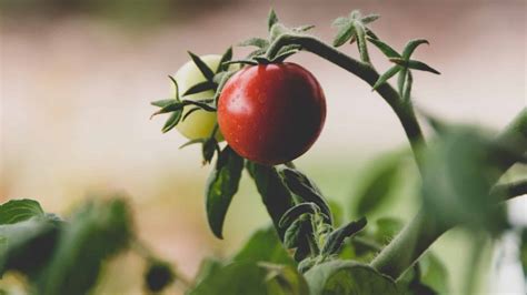 What Does It Mean to Be Truly Devoted to Jesus - Discipleship.org