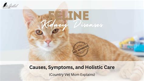 Common Kidney Diseases in Cats: Causes, Symptoms, and Holistic Care | Dr. Gaffud