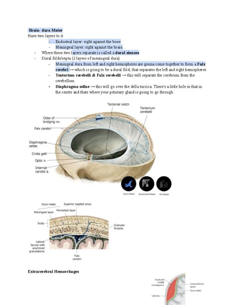 Anatomy Brain- dura Mater - Brain- dura Mater Have two layers to it Endosteal layer: right ...