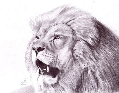 Lion Drawing Tutorial 的图像结果