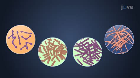 Video: Bacterial Phylum Actinobacteria