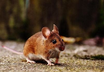 宠物鼠有哪些品种（盘点6种常见的宠物鼠） - 胖萌舍宠物网