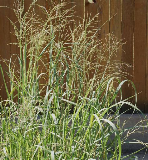 Switch Grass For Privacy at Harold Turner blog