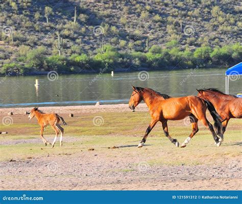 Arizona Landscape with Salt River Wild Horses Stock Photo - Image of ...