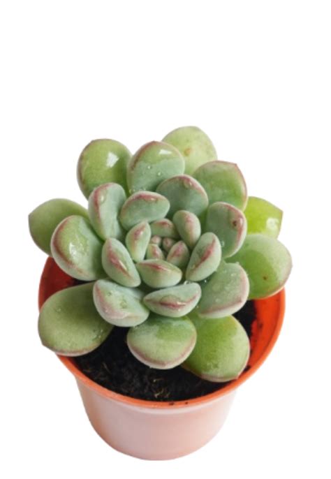 Pachyveria Opalina – Elegant Pastel-Toned Succulent for Your Collection ...