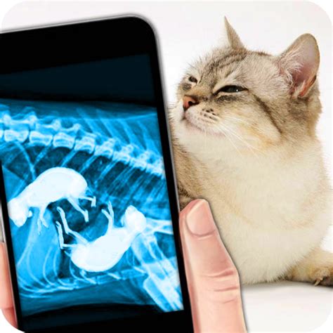 X-Ray Pregnant Cat xray scanner - App on Amazon Appstore