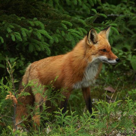 Fox With Mange Dangerous